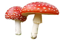 Amanita PNG