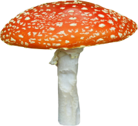 Amanita PNG