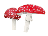 Amanita PNG