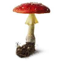 Amanita PNG