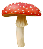Amanita PNG