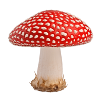 Amanita PNG