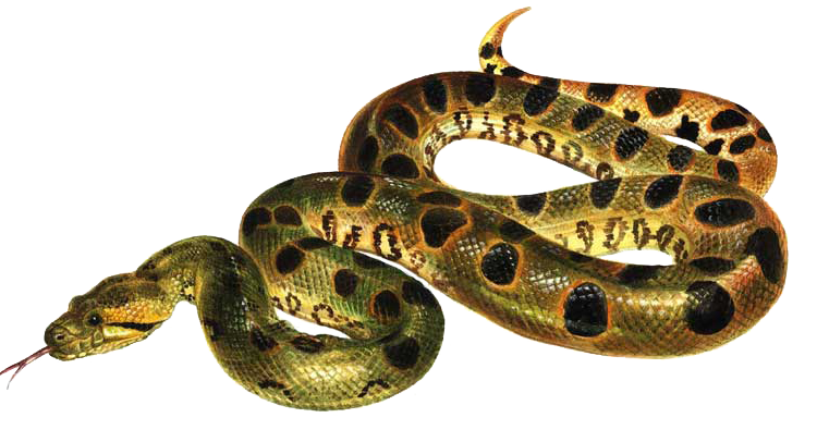 Anaconda PNG