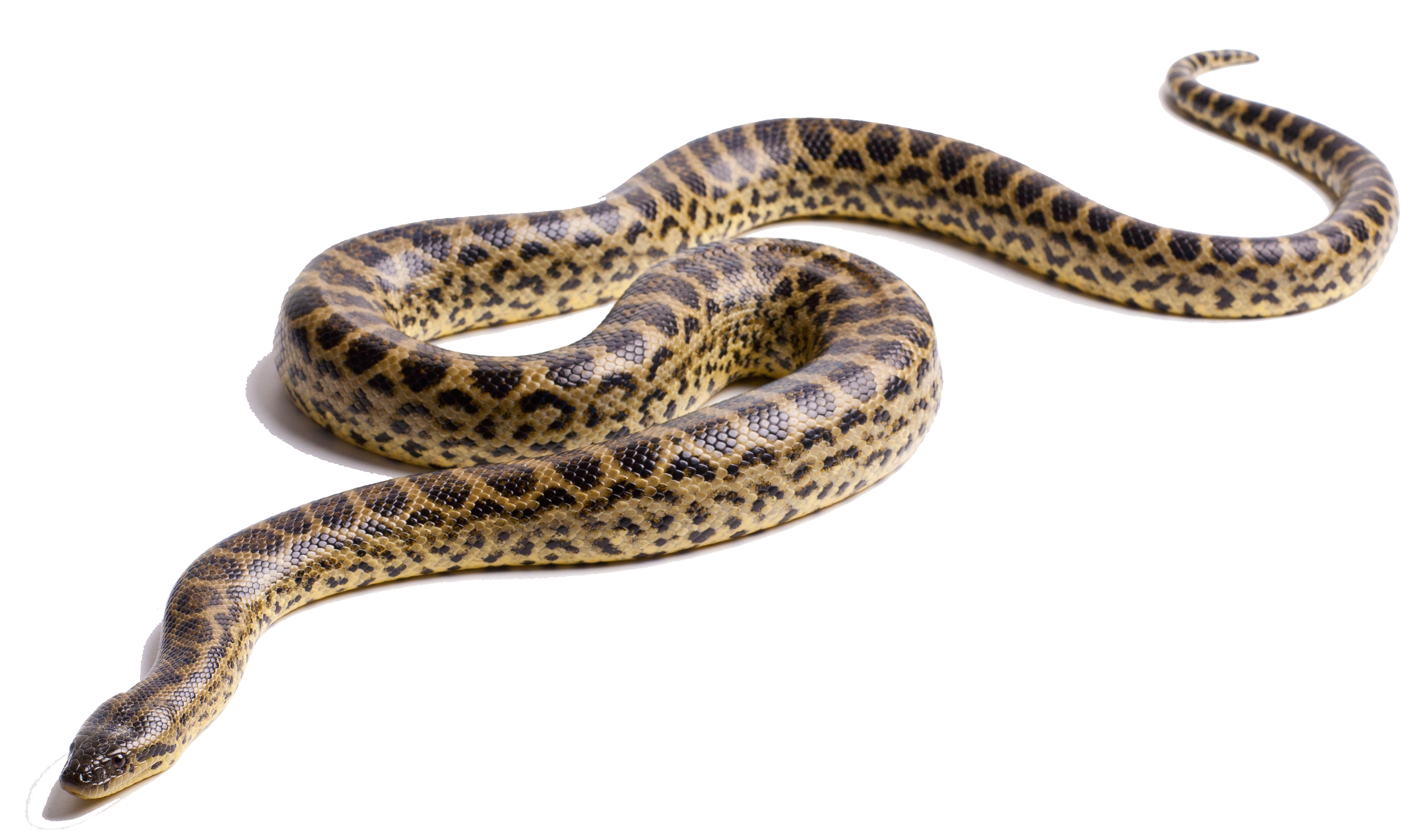 Anaconda PNG