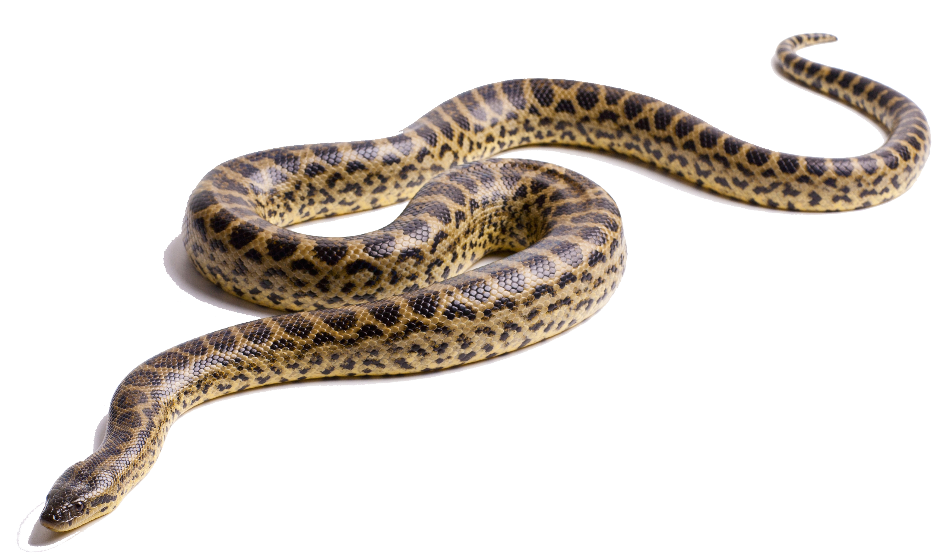 anaconda