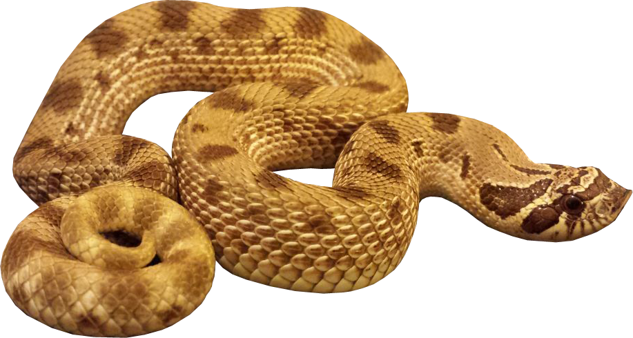 Anaconda PNG