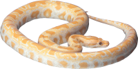 Anaconda PNG image