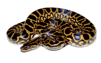 Anaconda PNG image