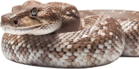 Anaconda PNG image