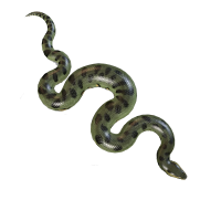 Anaconda PNG image