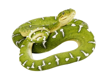 Anaconda PNG image