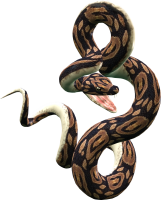 Anaconda PNG image