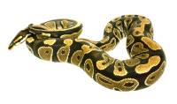 Anaconda PNG image