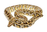 Anaconda PNG image