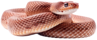 Anaconda PNG image