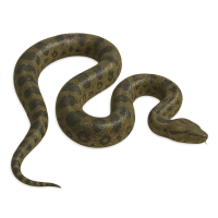 anaconda PNG
