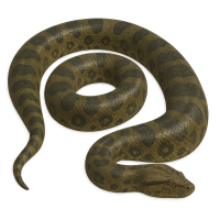 anaconda PNG
