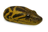 anaconda PNG head