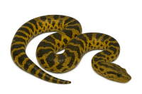 anaconda PNG