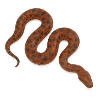 red anaconda PNG