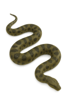 anaconda PNG big