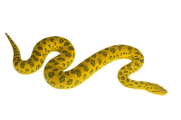 yellow snake anaconda PNG