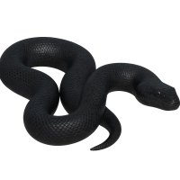 anaconda PNG black