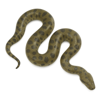 anaconda PNG