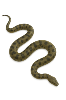 anaconda PNG