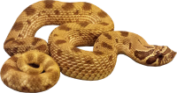 Anaconda PNG