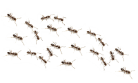 ants PNG