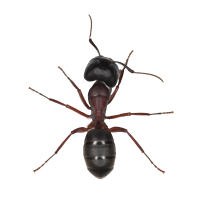 муравьи PNG