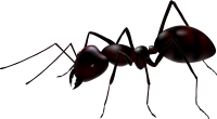 муравьи PNG