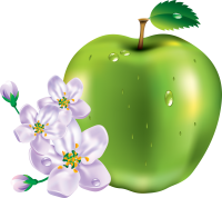 Apple with flowers PNG