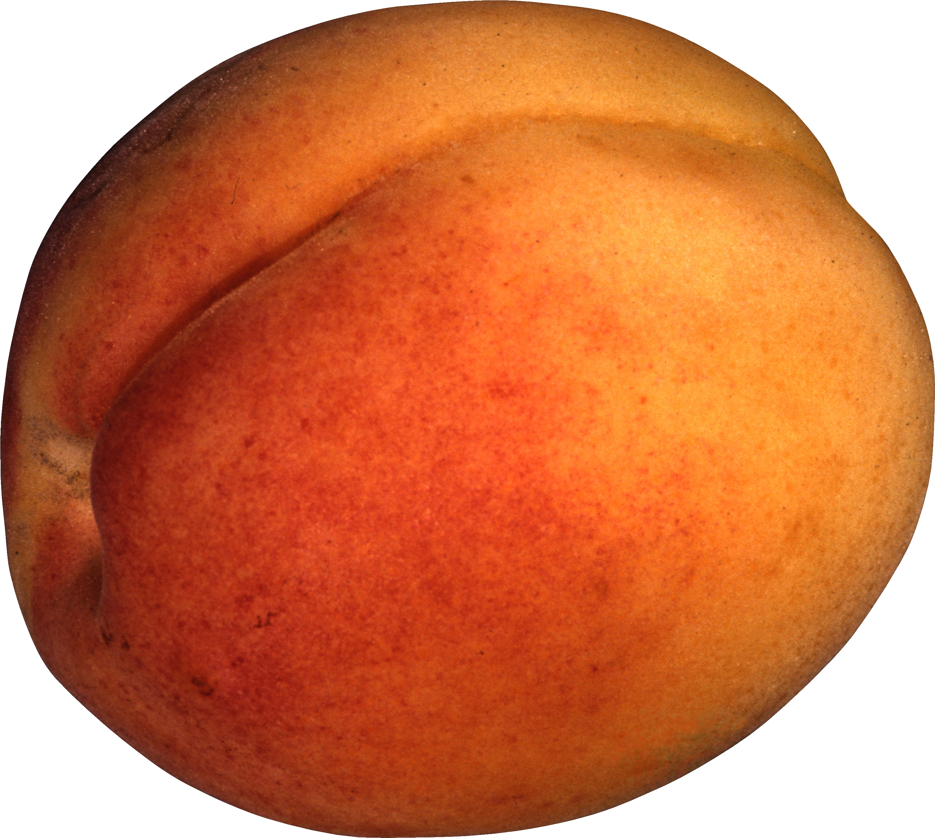 Large apricot PNG