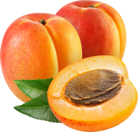 Apricots picture PNG
