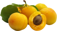yellow Apricots PNG