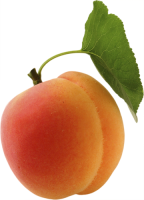 Apricot PNG transparent image