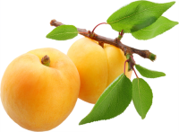 Apricots with leaves PNG