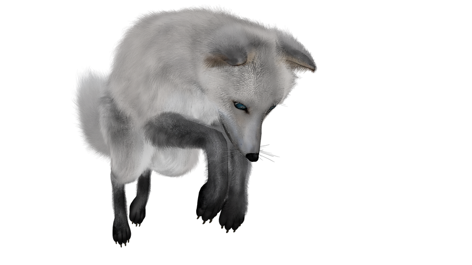 Arctic fox PNG