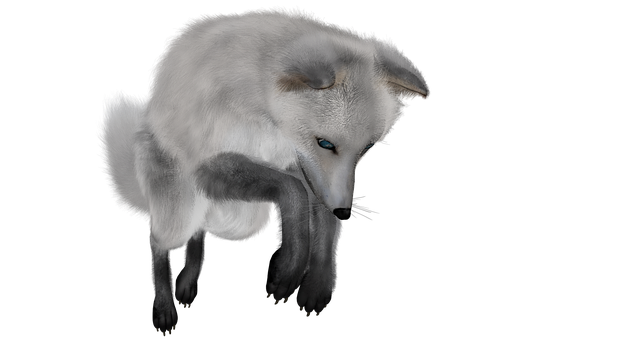 arctic fox