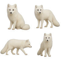 several Arctic fox PNG
