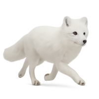 Arctic fox running PNG