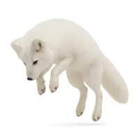 Arctic fox jumping PNG