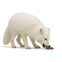 Arctic fox eating PNG