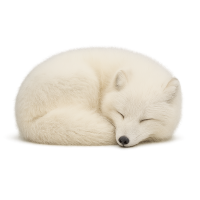Arctic fox PNG sleeping