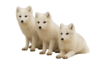 3 arctic foxes PNG