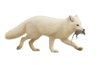 Arctic fox with mouse PNG