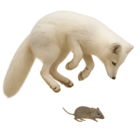 Arctic fox hunting mouse PNG