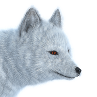 Arctic fox PNG
